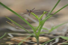 Iphigenia indica